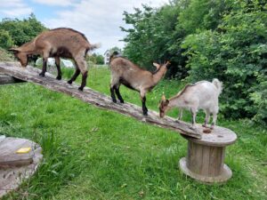 jonge Vlaamse geiten op speeltoestel