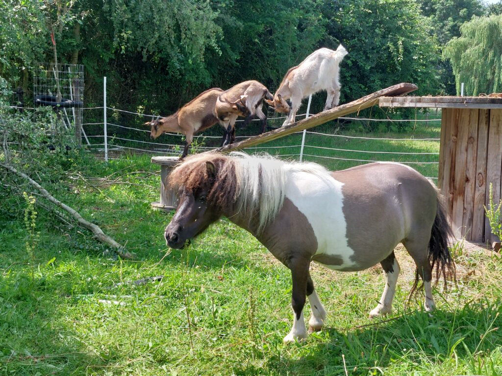 Kradotje met op de achtergrond onze jonge Vlaamse geiten