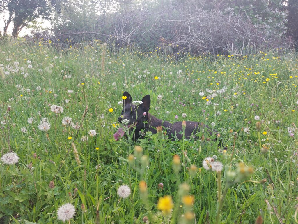 Lilly blaast even uit in de catalpawei