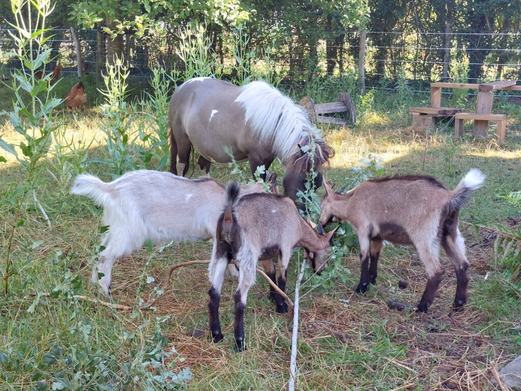 pony en vlaamse geiten