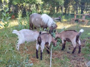 pony en vlaamse geiten