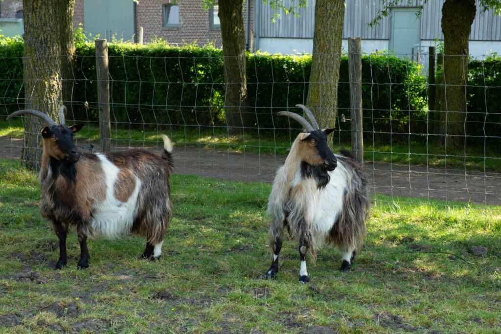Mooi geproportioneerde Vlaamse geiten