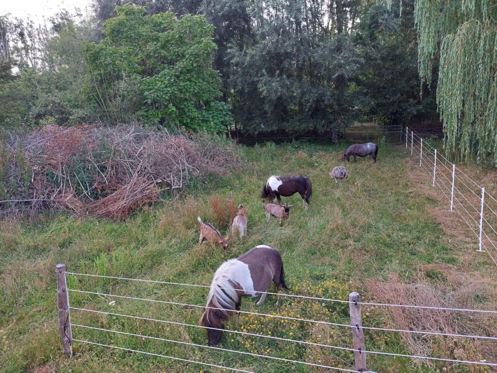 Joepie, een verse weide is altijd een feestmaal