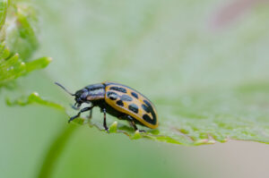 Twintigstippelig wilgenhaantje (Chrysomela vigintipunctata) Een gespecialiseerde bladkever die leeft op wilgen.