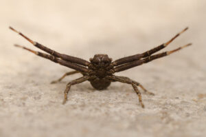 Gewone bodemkrabspin (Xysticus cristatus) Een hinderlaagjager die insecten vanuit de vegetatie overvalt.