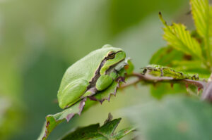 Boomkikker (Hyla arborea) Een zeldzame, beschermde soort die profiteert van zonrijke poelen en structuurrijke vegetatie.