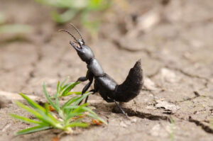 Stinkende kortschildkever (Ocypus olens) Een nuttige rover die jaagt op kleine ongewervelden.