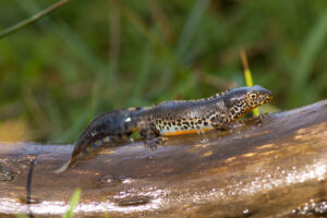 Alpenwatersalamander (Ichthyosaura alpestris) Een sierlijke salamander die heldere, visvrije poelen nodig heeft voor zijn voortplanting.