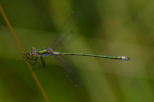 Tangpantserjuffer (Lestes dryas) Een zeldzamere pantserjuffer die voorkomt bij ondiepe, goed ontwikkelde waterpartijen.