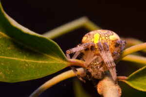 Marmerspin (Araneus marmoreus) Een opvallende wielwebspin die zich goed thuis voelt in kruidenrijke vegetaties.