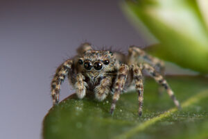 Harige springspin (Marpissa muscosa) Een actieve jager die zonder web op zoek gaat naar zijn prooi.