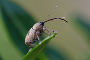 Hazelnootboorder (Curculio nucum) Een snuitkever die nauw verbonden is met hazelaars.
