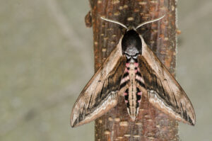 Ligusterpijlstaart (Sphinx ligustri) Een indrukwekkende pijlstaartvlinder met een spanwijdte tot ongeveer 12 cm; de rupsen leven op liguster, es en sering.