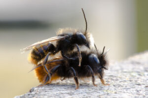 Gehoornde metselbij (Osmia cornuta): Profiteert van vroege bloesems en vaste bewoners van het bijenhotel