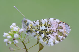 Anthocharis cardamines (Oranjetipje)