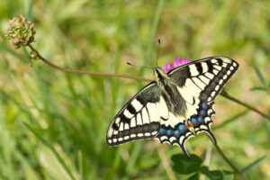 Papilio machaon (koninginnepage)