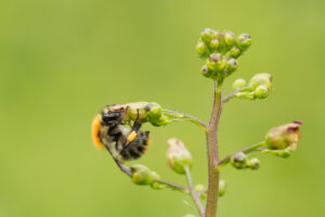 Akkerhommel (Bombus pascuorum): algemene bestuiver die zich thuis voelt in bloemrijke graslanden