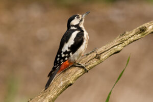 Grote bonte specht (Dendrocopos major) Een karakteristieke bosvogel die oude bomen gebruikt om voedsel te zoeken en nestholtes uit te hakken.