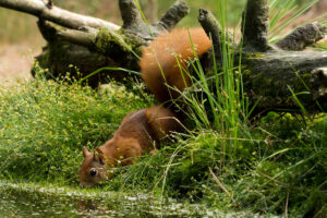 Rode eekhoorn (Sciurus vulgaris) Een behendige klimmer die profiteert van een gevarieerd landschap met voldoende bomen en struiken.