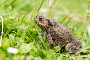 Gewone pad (Bufo bufo) Een vertrouwde verschijning die helpt bij het onder controle houden van slakken en andere ongewervelden.