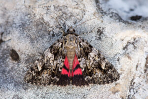 Eikenweeskind (Catocala promissa) Een fraaie nachtvlinder die nauw verbonden is met oude eiken.