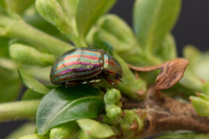 Rozemarijngoudhaan (Chrysolina americana): Een opvallende bladkever die zich voedt met aromatische kruiden