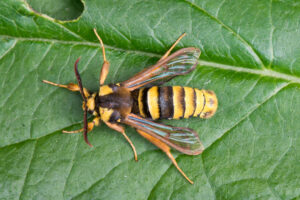 Hoornaarvlinder (Sesia apiformis) Een dagactieve nachtvlinder die door haar uiterlijk sterk op een hoornaar lijkt.