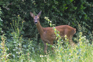 Ree (Capreolus capreolus) Een schuwe bosbewoner die ook voedsel zoekt langs houtkanten en kruidenrijke graslanden.