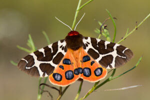 Grote beer (Arctia caja) Een opvallende nachtvlinder die symbool staat voor een gevarieerd en natuurlijk landschap.