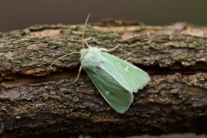 Groene weide-uil (Anaplectoides prasina) Een soort van gevarieerde graslanden, bosranden en struweel.