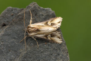 Gevlamde uil (Actinotia polyodon) Een kleurrijke nachtvlinder van bloemrijke graslanden en kruidenrijke vegetaties.