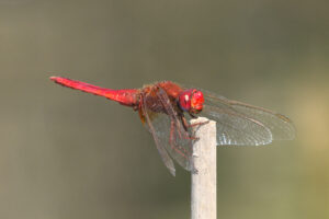 Vuurlibel (Crocothemis erythraea) Een opvallende zuidelijke libel die de voorbije jaren sterk oprukt door het warmere klimaat.