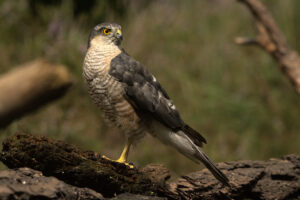 Sperwer (Accipiter nisus) Een snelle roofvogel die jaagt op kleine zangvogels in een gevarieerd landschap.