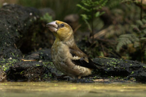 Appelvink (Coccothraustes coccothraustes) Onze grootste vink, herkenbaar aan zijn uitzonderlijk krachtige snavel.
