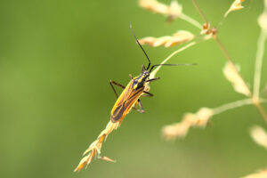 Smalle randwants (Gonocerus acuteangulatus) Een plantenetende wants die vooral voorkomt op struiken en bomen.