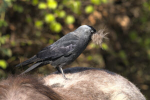 Kauw (Coloeus monedula) Een slimme kraaiachtige die zelfs winterharen van onze pony's verzamelt als nestmateriaal.