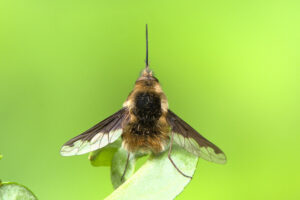 Gewone wolzwever (Bombylius major) Een opvallende voorjaarsvlieg die bloemen bestuift; de larven ontwikkelen zich in nesten van solitaire bijen.