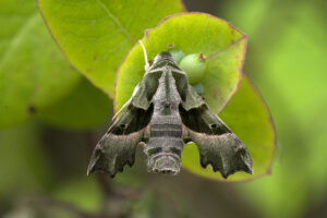 Teunisbloempijlstaart (Proserpinus proserpina) Eén van de weinige wettelijk beschermde nachtvlinders in Vlaanderen.
