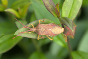 Smalle randwants (Gonocerus acuteangulatus) Een plantenetende wants die een voorkeur heeft voor struiken en bomen.