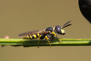 Bijenwolf (Philanthus triangulum): Een gespecialiseerde graafwesp die toont hoe complex en evenwichtig een soortenrijk landschap kan zijn.