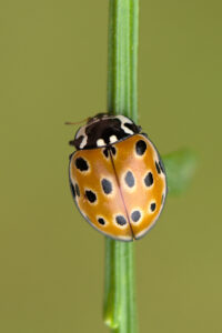 Oogvleklieveheersbeestje (Anatis ocellata) Een natuurlijke bestrijder van bladluizen.