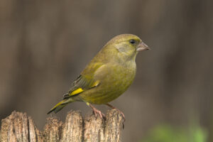 Groenling (Chloris chloris) Een zaadetende vink die profiteert van struiken, hagen en kruidenrijke vegetaties.