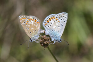 Polyommatus icarus (Icarusblauwtje)