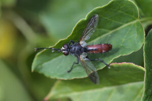 Cylindromyia bicolor Een sluipvlieg waarvan de larven zich ontwikkelen in schildwantsen.