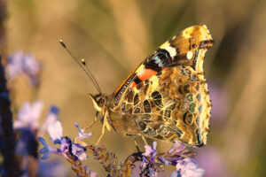 Vanessa cardui (Distelvlinder) legt eitjes op de speerdistels in de wei