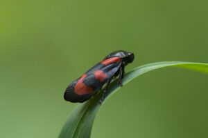 Bloedcicade (Cercopis vulnerata) Een opvallend gekleurde cicade die leeft in bloemrijke graslanden.