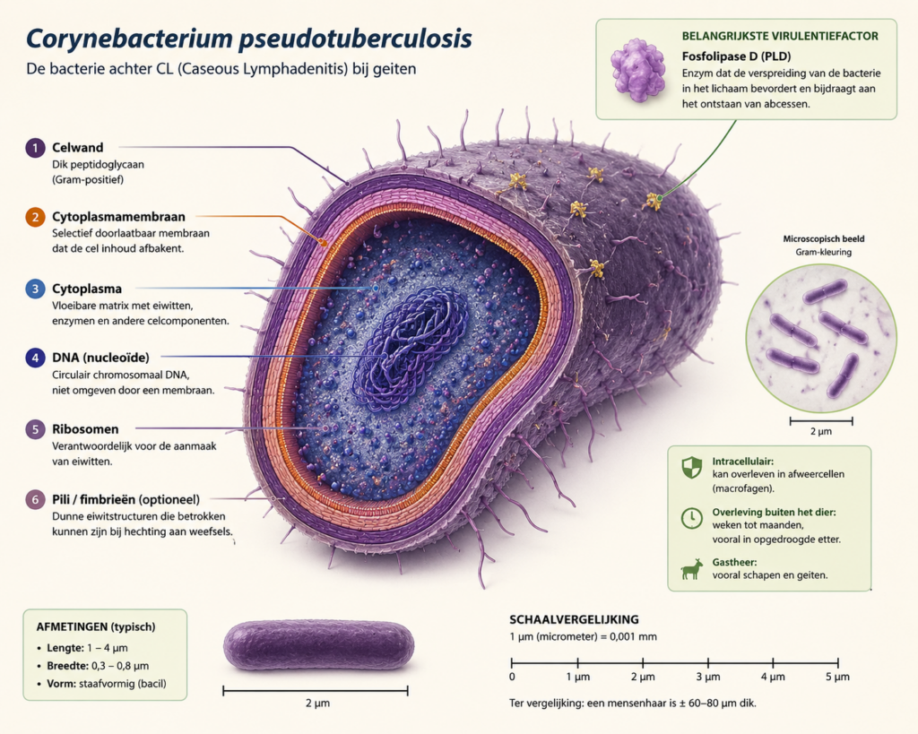 Corynebacterium pseudotuberculosis: De bacterie die CL (Caseous Lymphadenitis) veroorzaakt