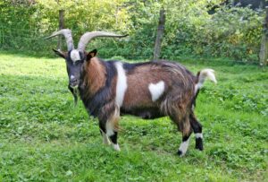 Mooie driekleurige Vlaamse bok