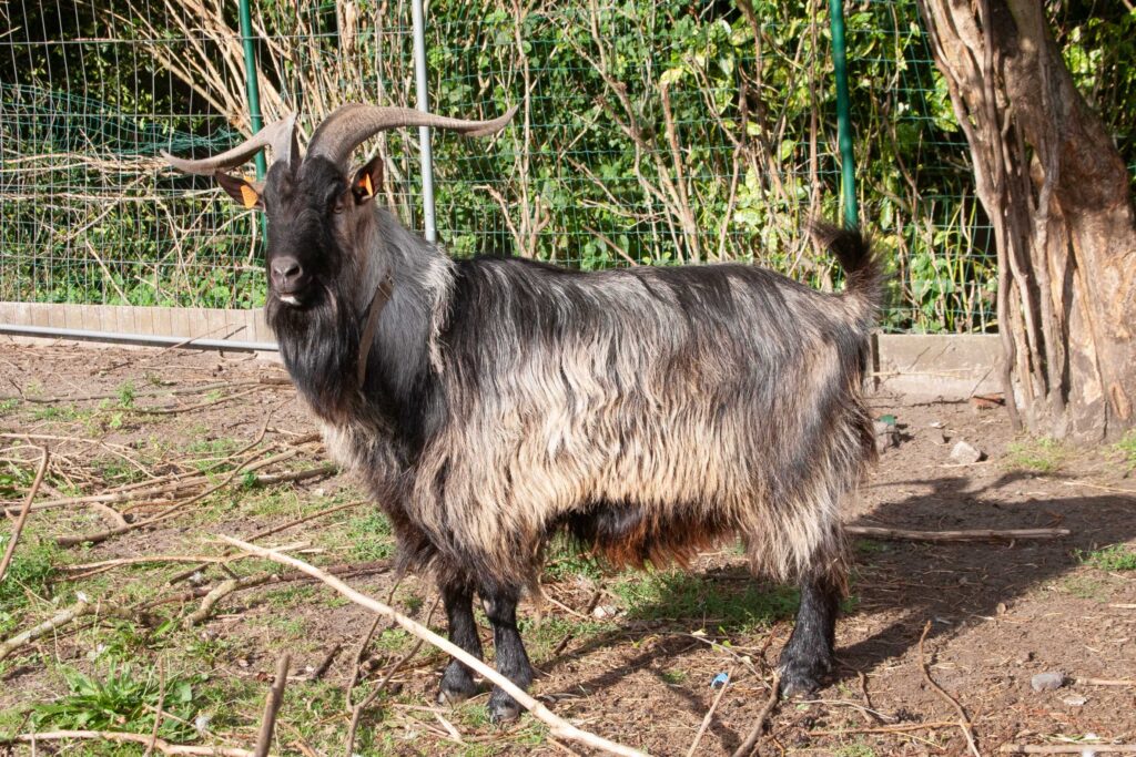 Langharige Vlaamse bok