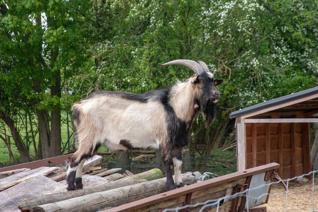 Vlaamse bok